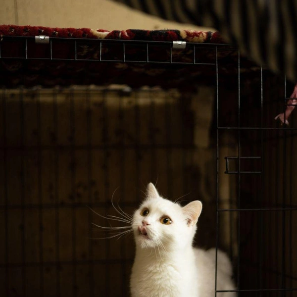 Источник: Елена Гасанова