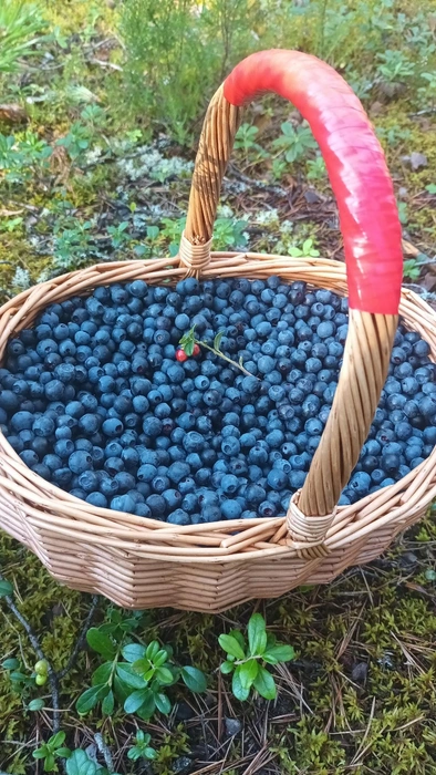 Такой август: петербургские грибники меняют ориентацию  | Источник: Наталья Клешнина / Грибы и Грибники СПб