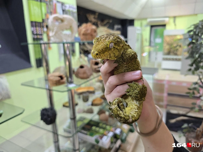 Эта рептилия растет до самой смерти | Источник: Семен Коротов-Майбах / 164.RU