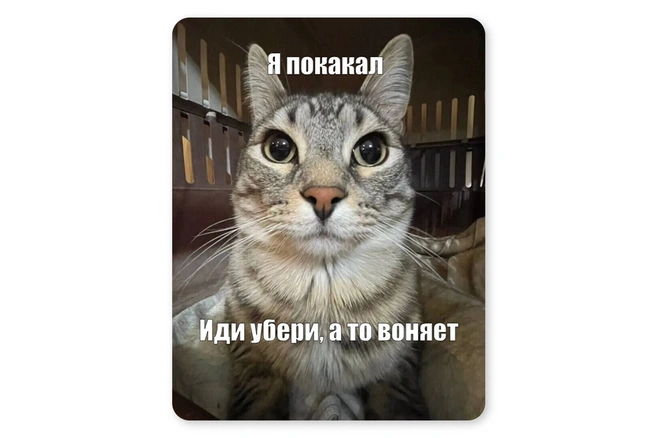И это обязательно происходит, когда хозяин ест | Источник: Мария Романова / Городские медиа