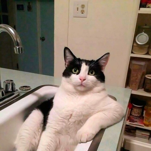 Смешные коты, которые нашли свое место в этом мире (17 фото) | Источник: соцсети