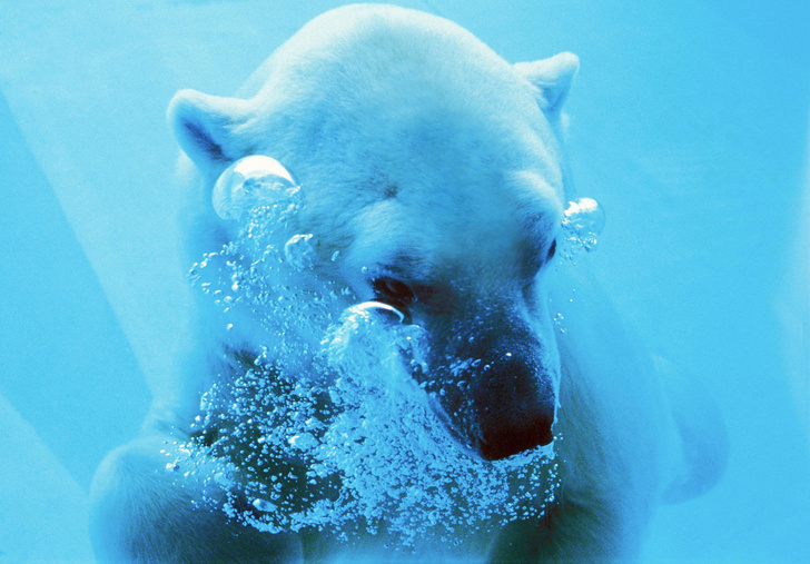 Охотники на тюленей: как рождаются, взрослеют и умирают белые медведи