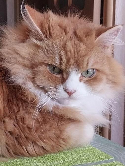 Коту Лёве уже 12 лет | Источник: читательница E1.RU Нелли