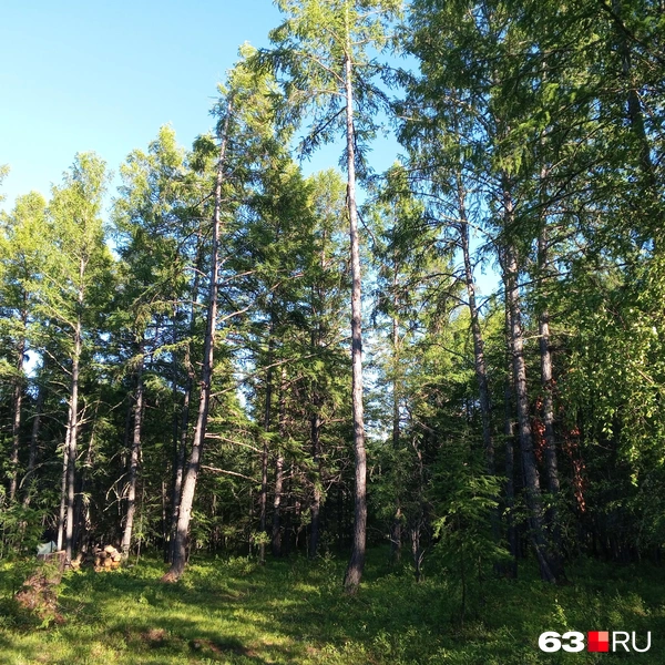 Источник: Денис Лейканд / 63.RU
