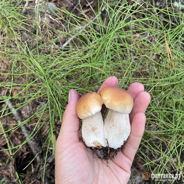 Источник: Алёна Ковкова