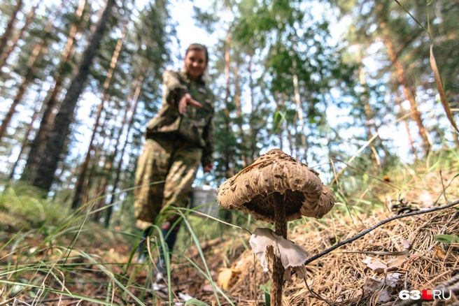 Старые грибы лучше не брать. А к этой поганке даже не прикасайтесь | Источник: Роман Данилкин / 63.RU