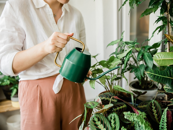 Магнит для денег: 7 домашних растений, которые помогают разбогатеть — просто поставьте их дома