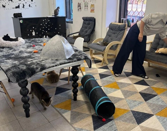 Но в первую очередь здесь все для котов, конечно | Источник: Анна Дегтярева