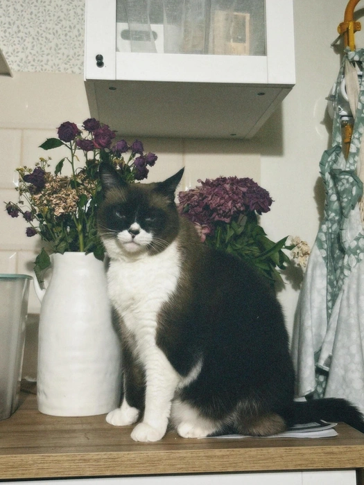 В приюте ты один из 30 котов, а дома&nbsp;— единственный и неповторимый! | Источник: Котейня «ЧуКОТка» | котокафе Самара 