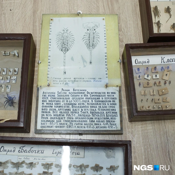 На основе этих материалов можно провести анализ изменений фауны Барабинской степи  | Источник: Андрей Бортко / NGS.RU