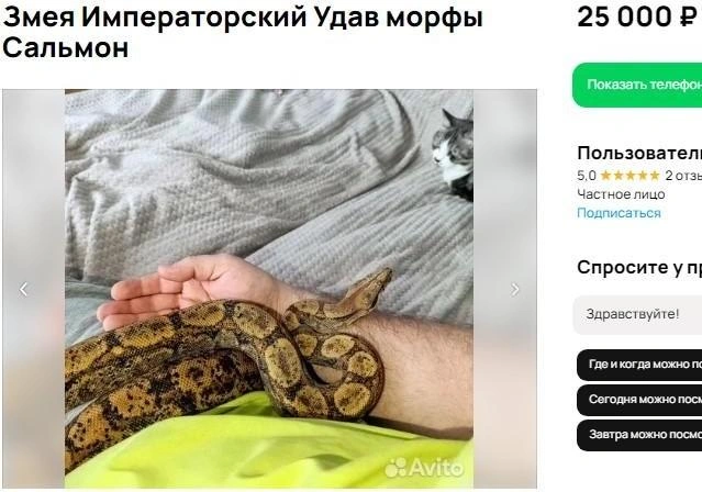 Не можем этого доказать, но, кажется, объявление подал кот | Источник: сайт объявлений