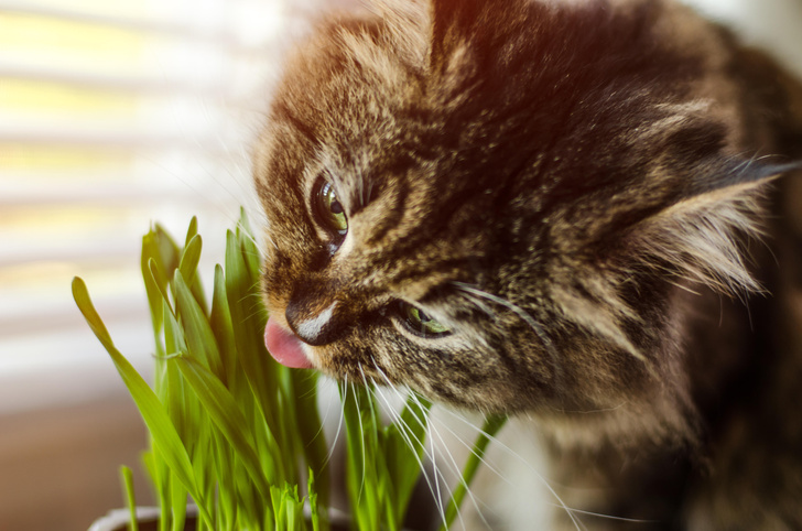 Топ-10 опасных растений для кошек