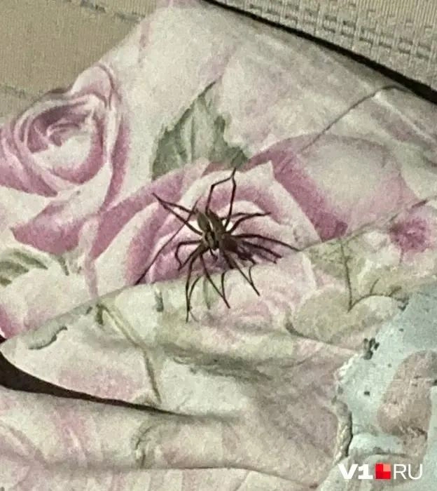 Самец из семейства пизаурид приполз на свидание и не понимает, почему его могут бояться и вообще ему не рады | Источник: читатели V1.RU