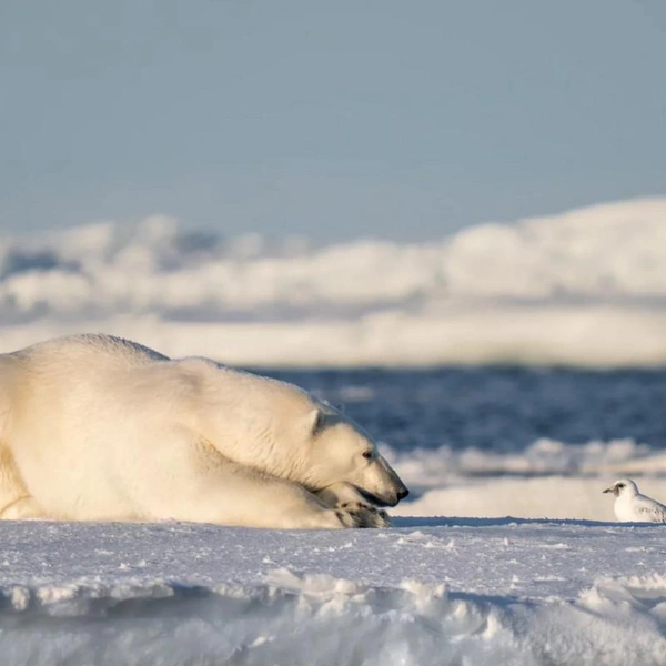 Источник: Эрик Борен / 2026 The Comedy Wildlife Photography Awards