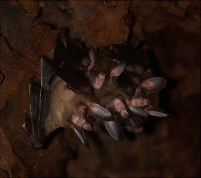 Призрачные летучие мыши селятся небольшими группами в дуплах деревьев | Источник: Marisa Tietge