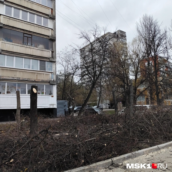 Вырубленные деревья на Липецкой улице вблизи стройплощадки одноименной станции метро | Источник: Игорь Мещанев / MSK1.RU