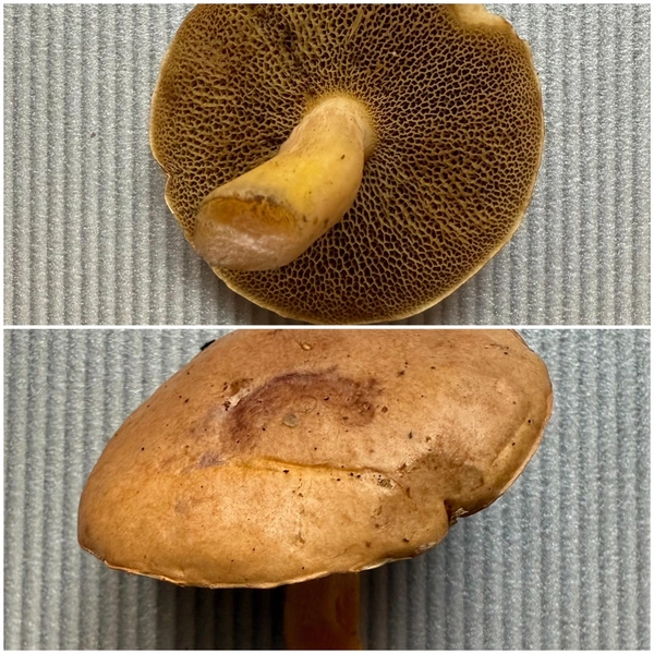 Источник: «Грибы и Грибники Подмосковья» / vk.com