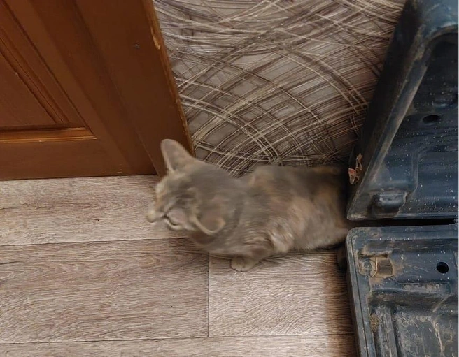 В Нижнем Тагиле жилой дом на неделю лишился сна из-за кота. За животным приехали со спецоборудованием | Источник: МБУ «Центр защиты населения» Нижнего Тагила