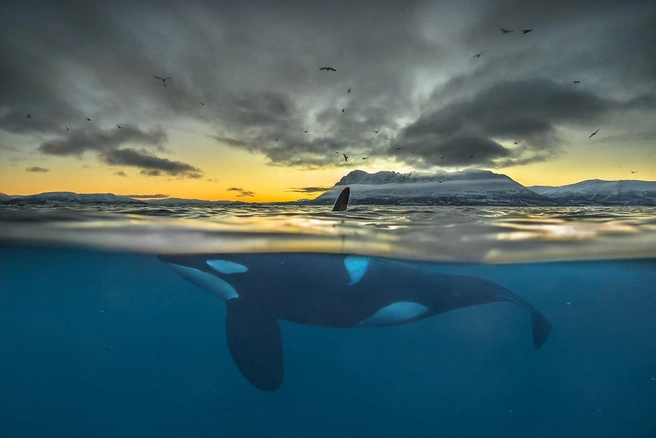 Источник: Audun Rikardsen / Nature Photographer of the Year 2018