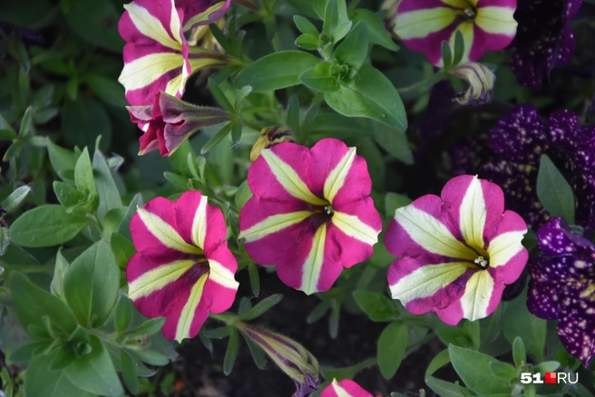 Посеять на рассаду в январе стоит петунии, эустомы и сельдерей | Источник: Александра Балаба / 51.RU