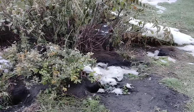 Грызуны сильно расплодились | Источник: Павел / Telegram