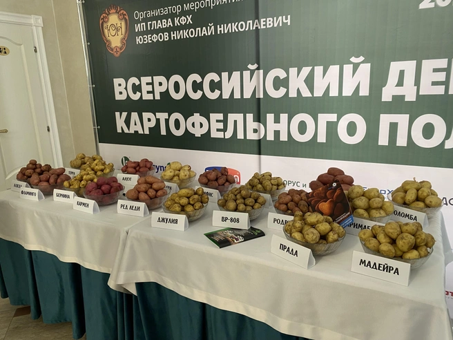 Образцы картофеля на выставке | Источник: Наталья Костюк / 161.RU
