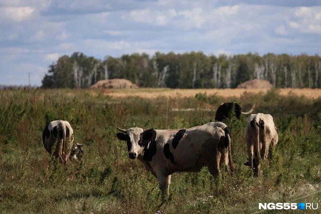 Карантина нет, но продавать молоко из сел, где бушевала болезнь, пока нельзя | Источник: Евгений Софийчук / NGS55.RU