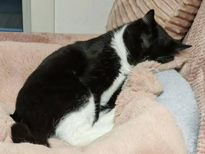 Этот котик удобно расположился на мягком пледе | Источник: читательница НГС Наталья