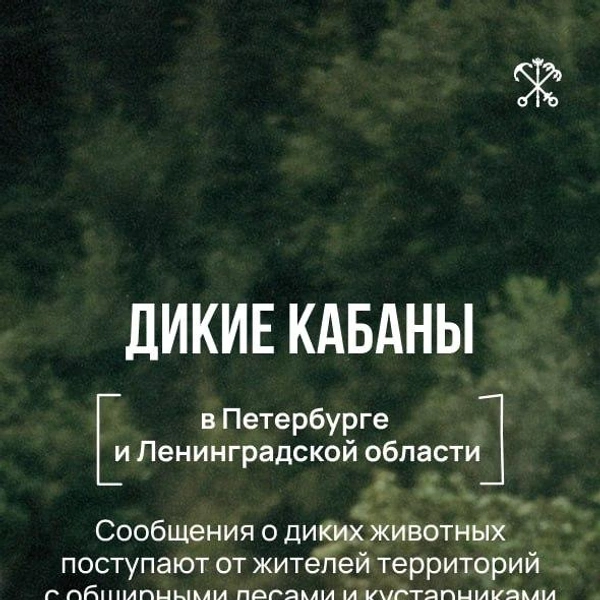 Что делать при встрече с дикими кабанами — напомнили в Смольном | Источник: правительство Петербурга