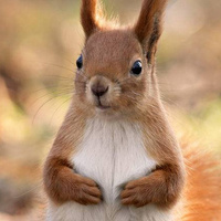 Аватарка Squirell