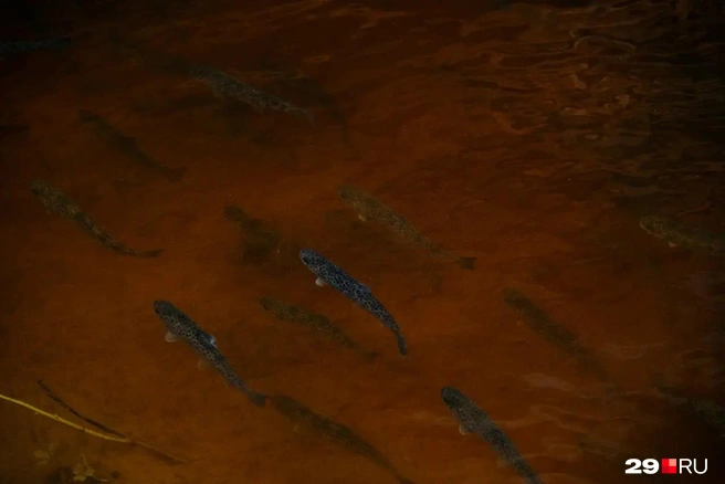 Источник: Иван Митюшёв / 29.RU