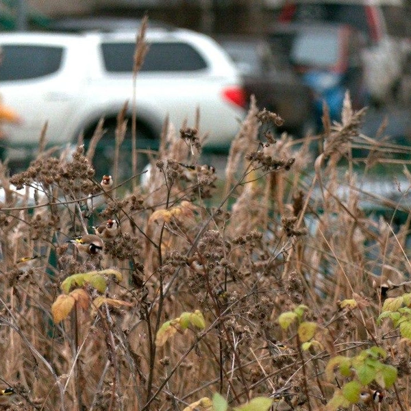 Источник: Каждой твари по паре / Телеграм