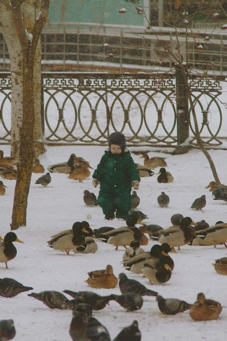 Птицы совсем не боятся людей | Источник: читатели V1.RU