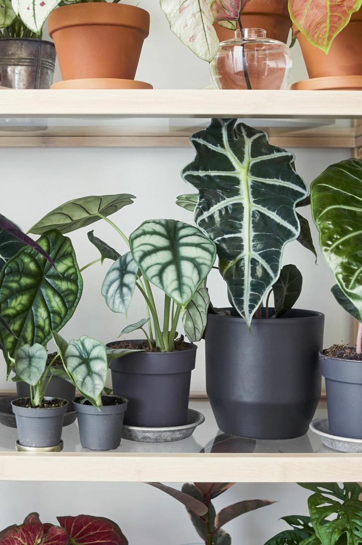 Самые модные комнатные растения 2023 года: 4 тренда, за которыми стоит следить