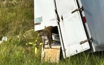 В США по ошибке начали отстрел сбежавших подопытных обезьян: все поверили водителю, а ученых не спросили