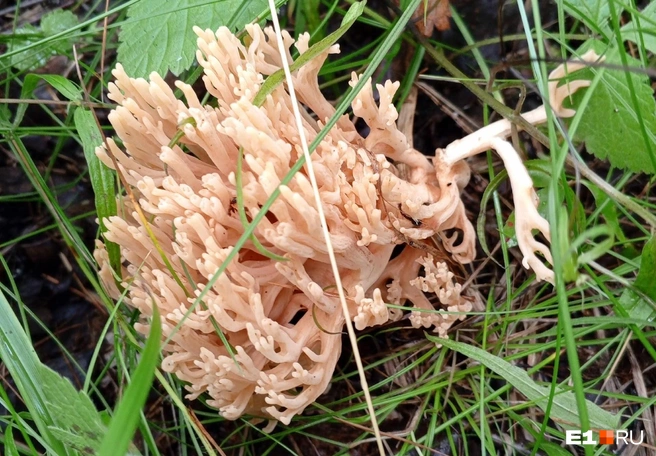 Такие грибы в лесах встретишь не часто | Источник: читательница E1.RU