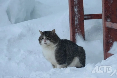 В Южно-Сахалинске ожидается сильная метель
