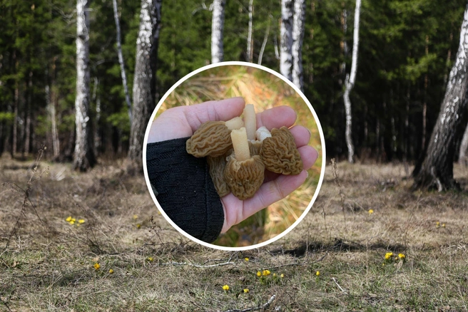 Как вам морщинистый грибочек? | Источник: Евгений Софийчук / NGS55.RU; Татьяна Вершинина / Грибники Тюмени