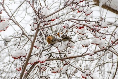 Редких щуров заметили в Нижнем Новгороде