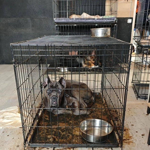 Источник: MONA / Telegram