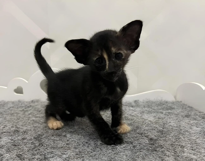 Малышке дали имя Чери | Источник: Avito