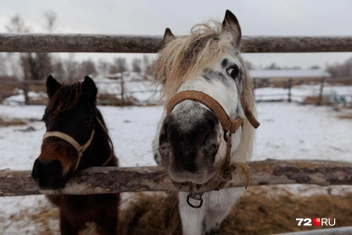 Источник: Ирина Шарова / 72.RU