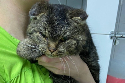 Angarsk Volunteers Rescue Cat with Frostbitten Ears and Paws