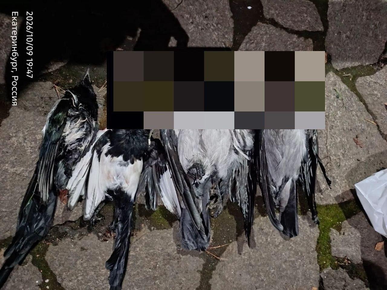 «Сегодня птицы, завтра собаки, а потом люди?» Неизвестный с оружием держит в страхе Юго-Западный ра…