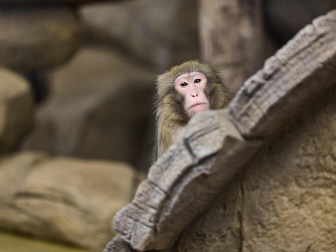 Две японские макаки обитают в новом вольере | Источник: Фото: Александр Ощепков / NGS.RU