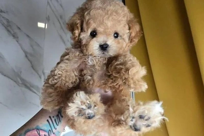 Курносая малышка пушон в Тюмени стоит четверть миллиона