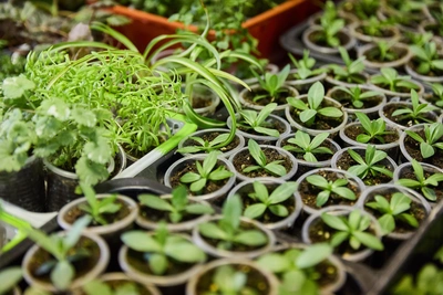 Борьба с мошкой в рассаде: три бюджетных метода