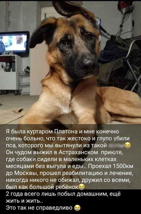 Источник: Расстрелянная собака / T.me