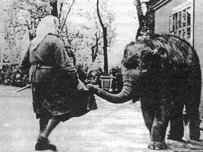 Слонёнок Лекси, конец 50-х годов | Источник: spbzoo.ru