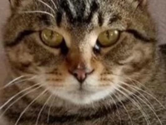 Кот Блюз ищет семью на ярмарке животных | Источник: Предоставила Светлана